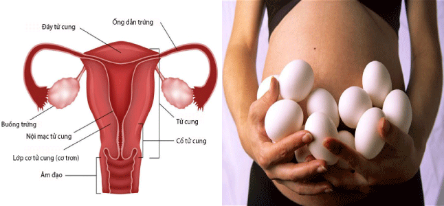 Người phụ nữ có buồng trứng khỏe mạnh
