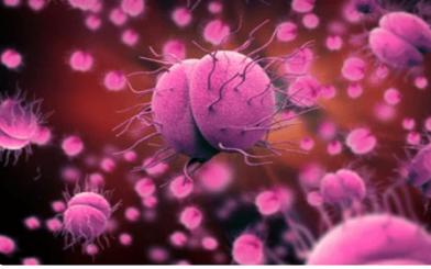 Vi khuẩn gây bệnh lậu là gì ? 5+ phương pháp phát hiện vi khuẩn