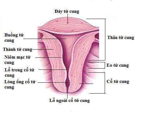 Cấu tạo tử cung phụ nữ