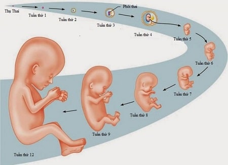 Sự phát triển của thai 7 tuần tuổi thế nào ?